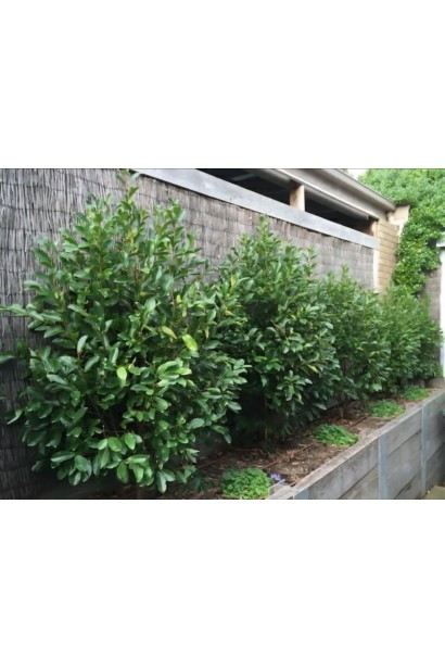 Magnolia Вайт Кавіар догляд